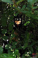 ninja in the bush